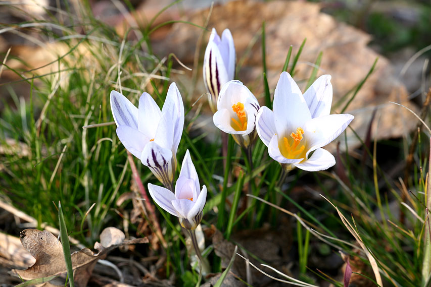 Crocus biflorus / Croco bifloro