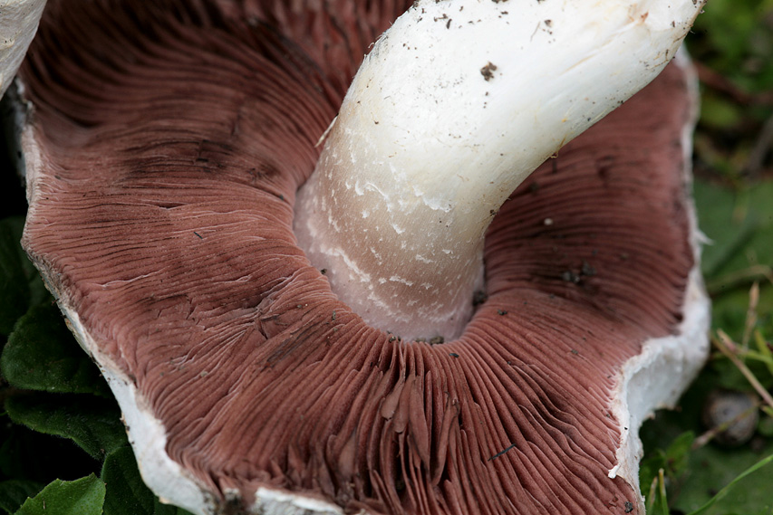Agaricus moellerianus?