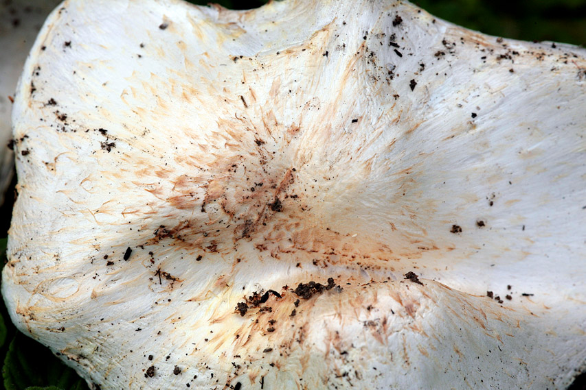 Agaricus moellerianus?