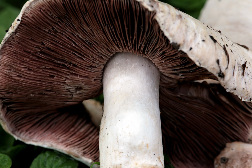 Agaricus moellerianus?