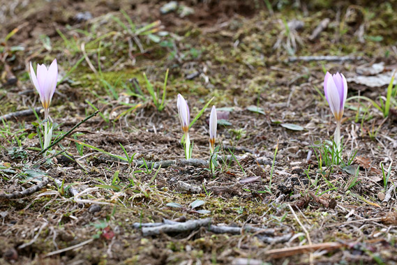 Crocus suaveolens / Zafferano profumato