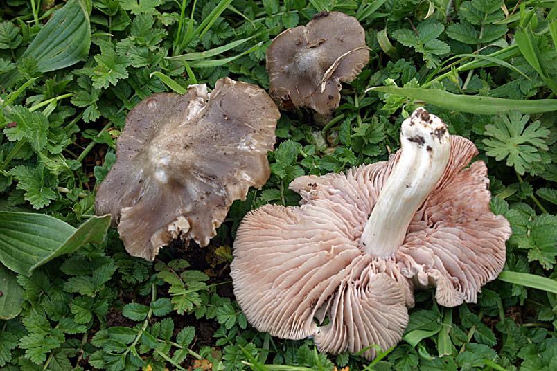 Entoloma saundersii