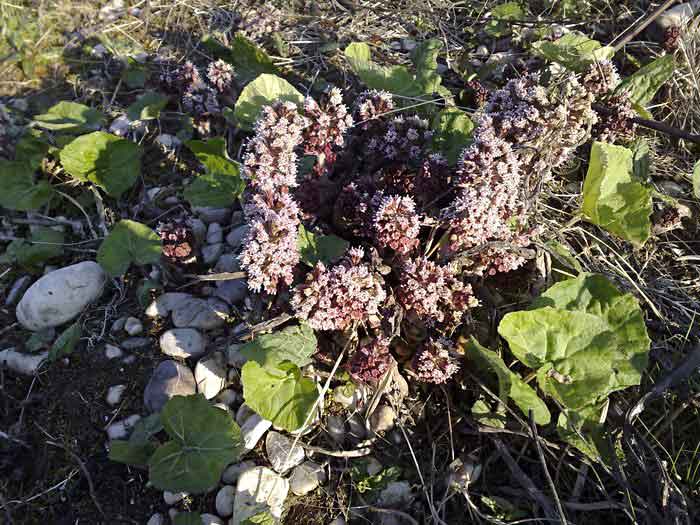 Petasites hybridus / Farfaraccio maggiore