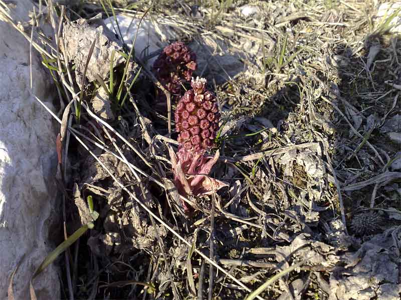 Petasites hybridus / Farfaraccio maggiore