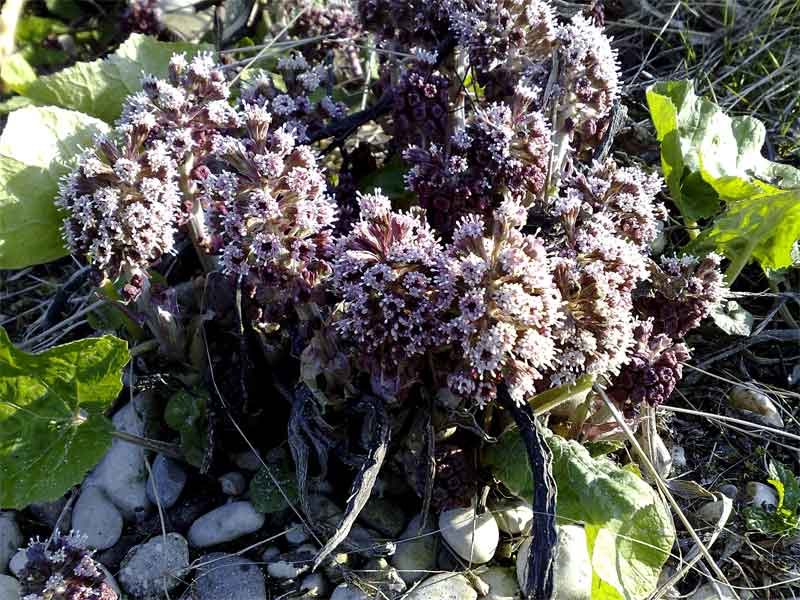 Petasites hybridus / Farfaraccio maggiore