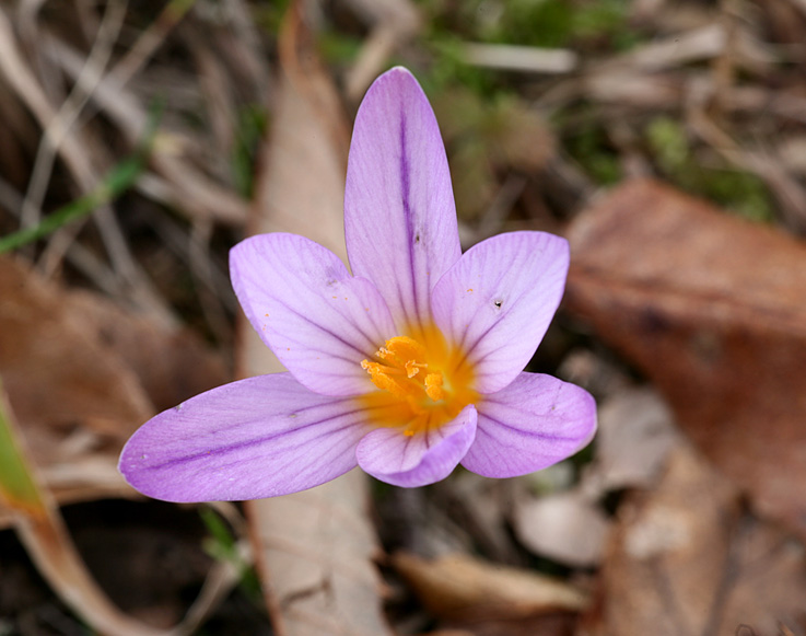 Crocus suaveolens / Zafferano profumato