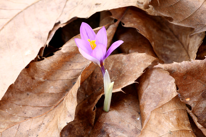 Crocus suaveolens / Zafferano profumato