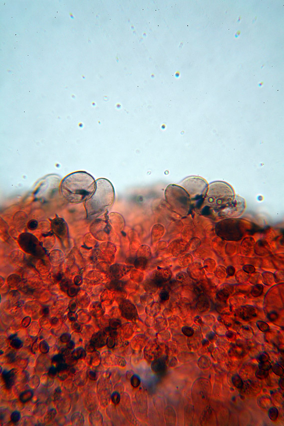 Agaricus moellerianus?