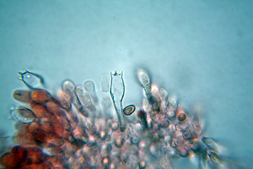 Agaricus moellerianus?