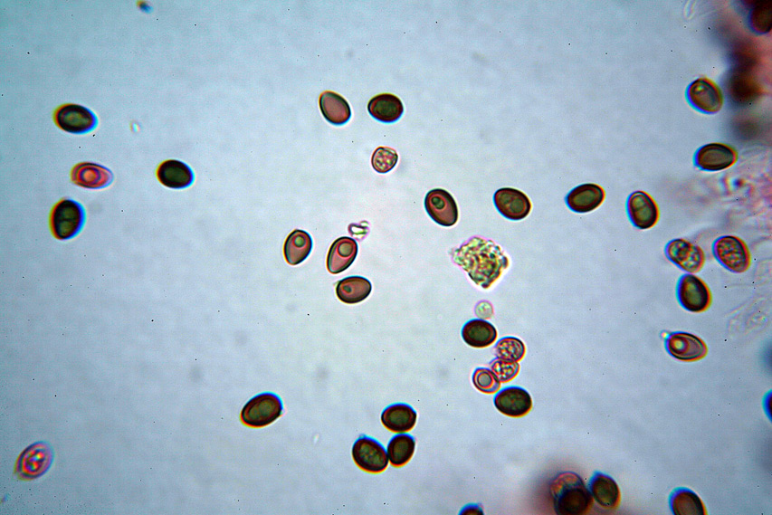 Agaricus moellerianus?