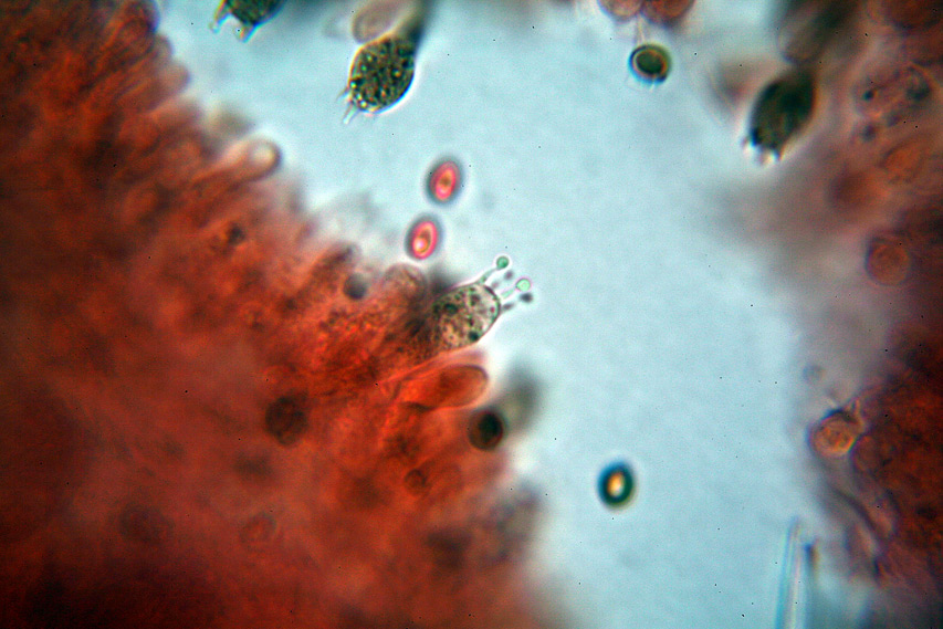 Agaricus moellerianus?