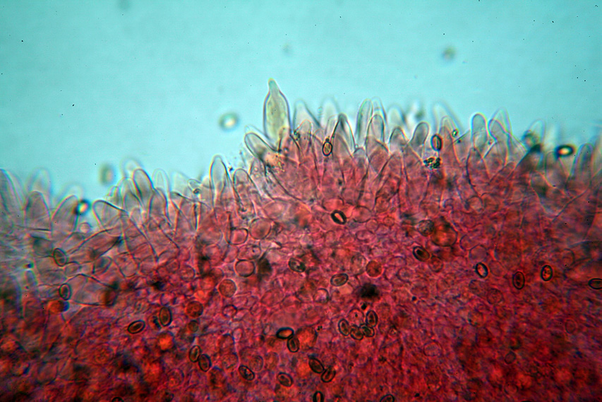 Fungo da determinare (cfr. Pholiota highlandensis)
