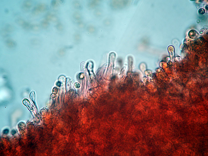 Fungo da determinare