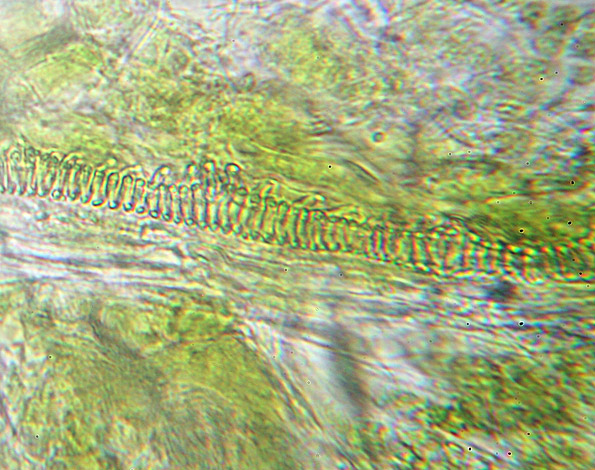 Tecniche di fotografia al microscopio