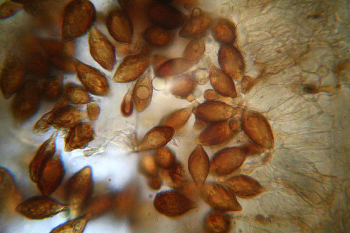 Hymenogaster da determinare