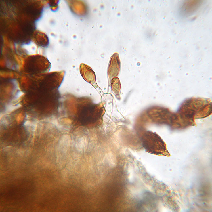 Hymenogaster da determinare