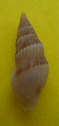 clavus maravignae
