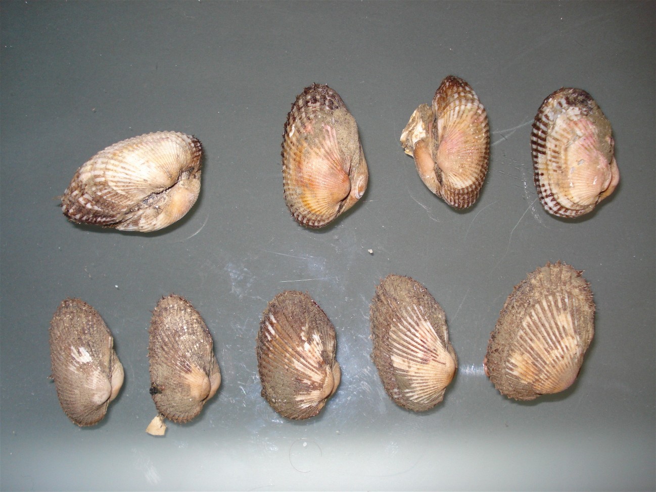 Anadara inequivalvis - demiri