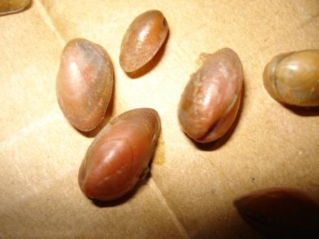 Ascidia e molluschi