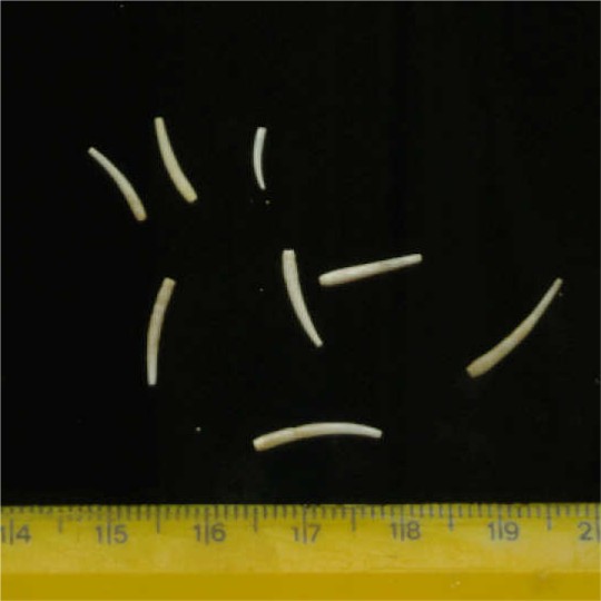 Ditrupa sp.