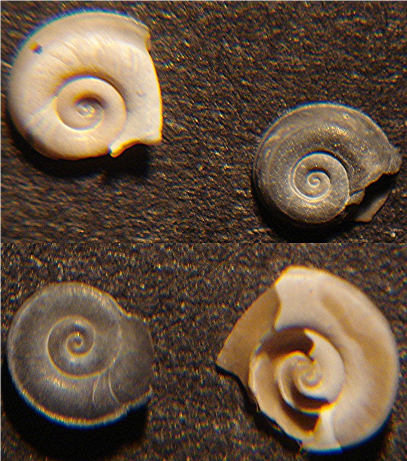 Planorbis sp.