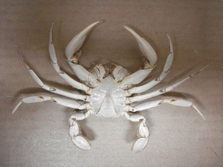 Liocarcinus vernalis (Risso, 1827)