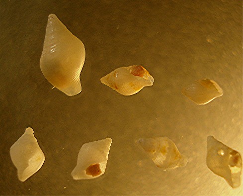 juvenilis