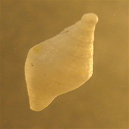 juvenilis
