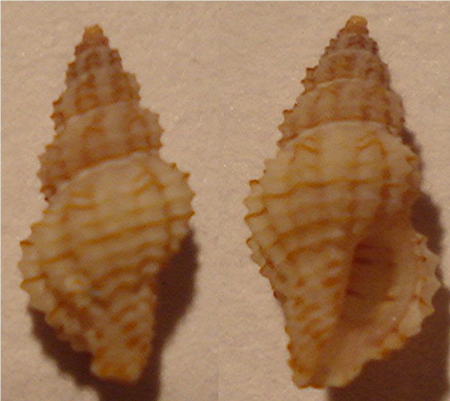 Rapithoma linearis