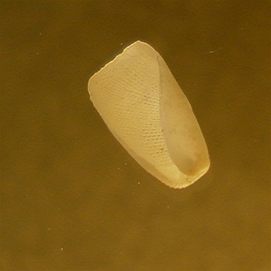 philine scabra