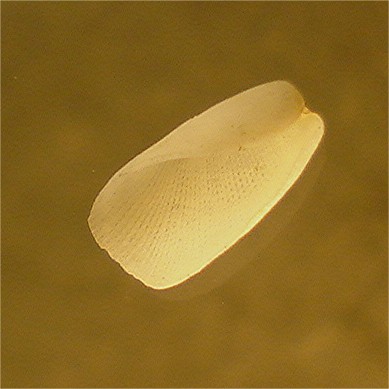 philine scabra