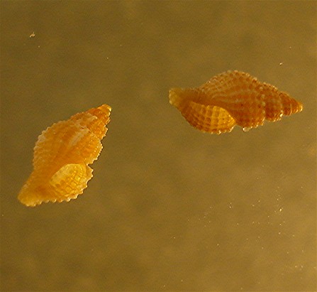 rapithoma