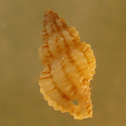 rapithoma 1