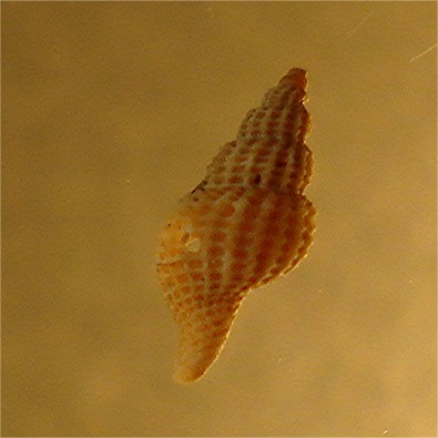 rapithoma 3
