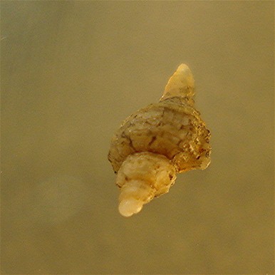 Ocenebra erinaceus juv.