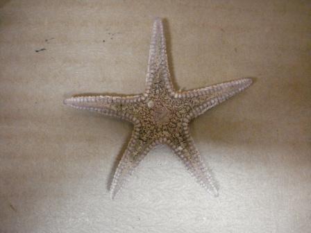 Astropecten sp. - esemplari spiaggiati