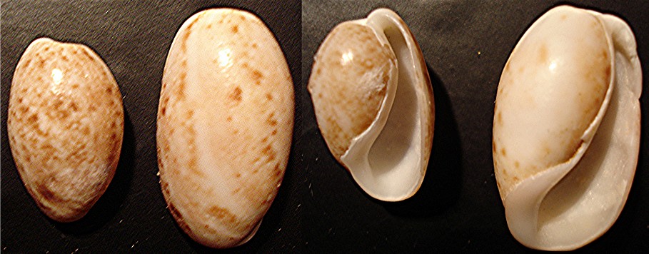 bulla striata