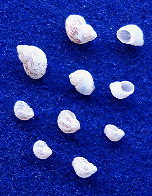 tricolia