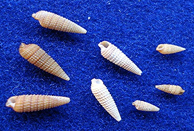 triphora