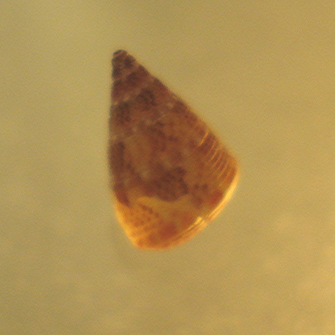 trochide