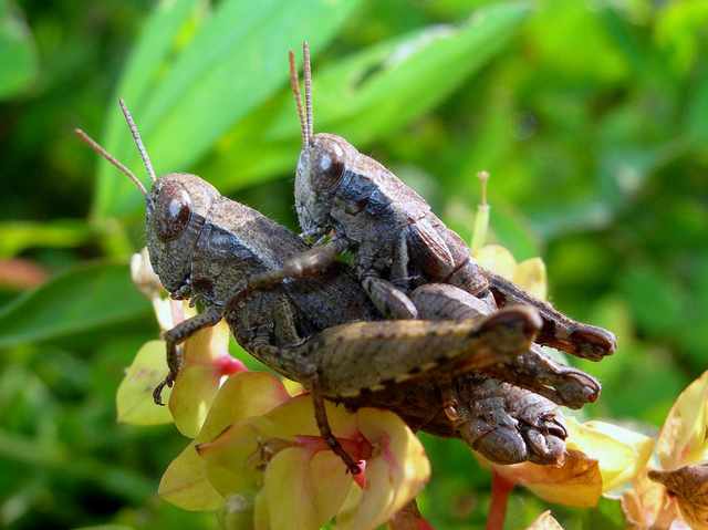 L''amore a Primavera