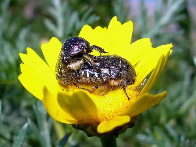 L''amore a Primavera