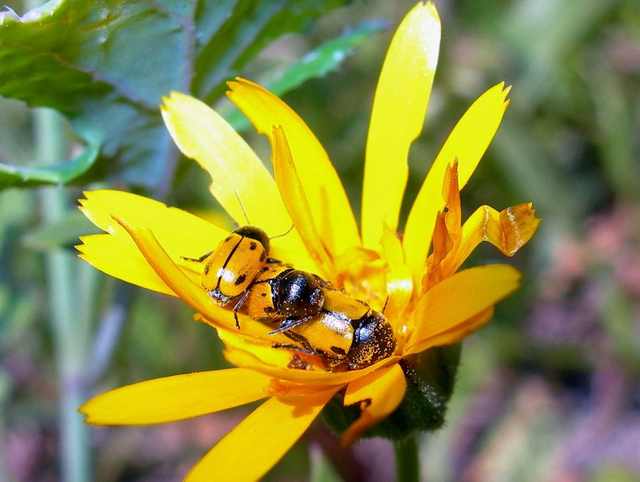 L''amore a Primavera