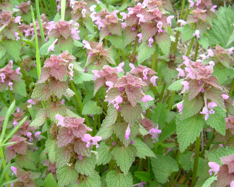 Lamium purpureum / Falsa-Ortica purpurea
