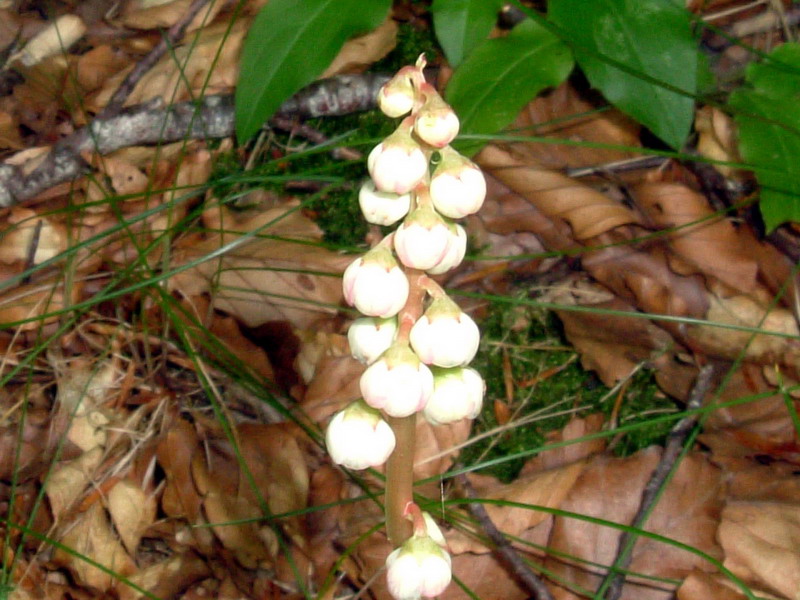 Pyrola minor / Piroletta minore