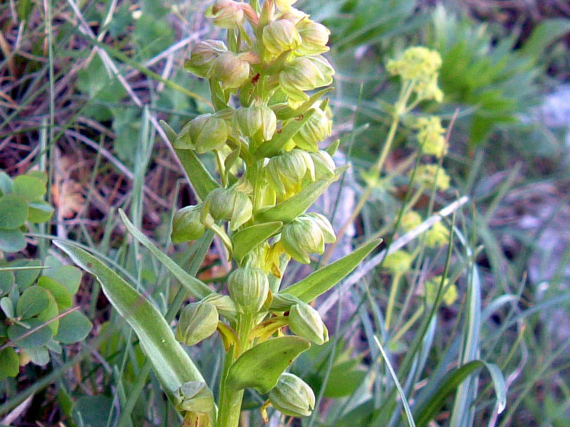 Coeloglossum viride