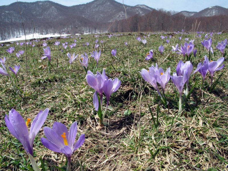 Crocus......variabilit