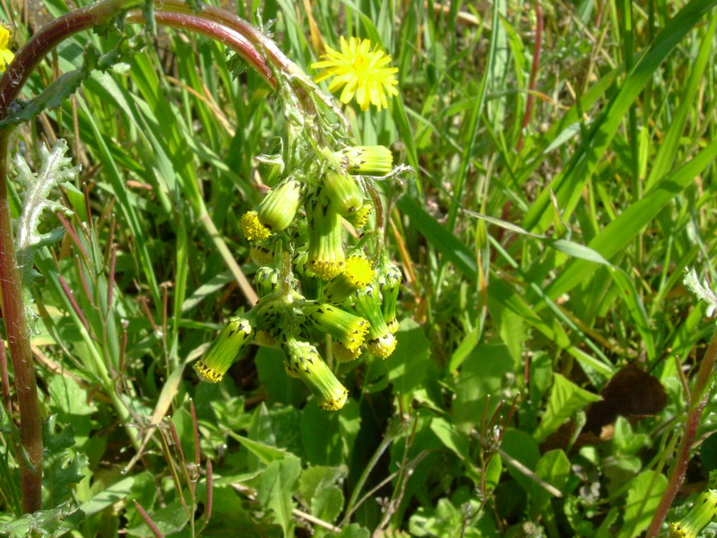 Senecio vulgaris / Senecione comune