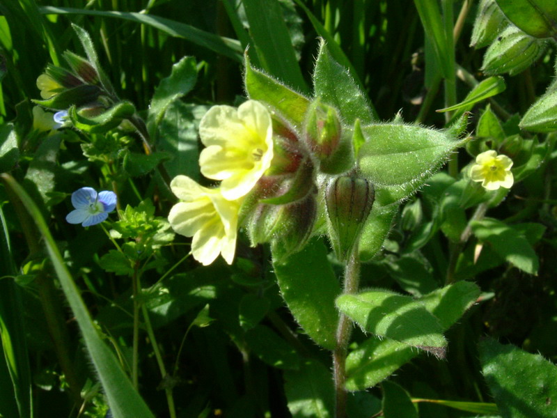 Nonea lutea / Nonnea gialla