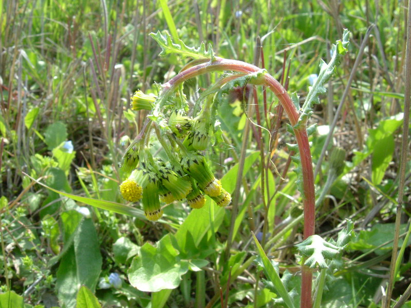 Senecio vulgaris / Senecione comune